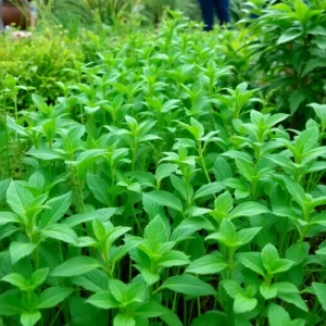 Exponentielles Wachstum Übungen: So meisterst du die Herausforderung!